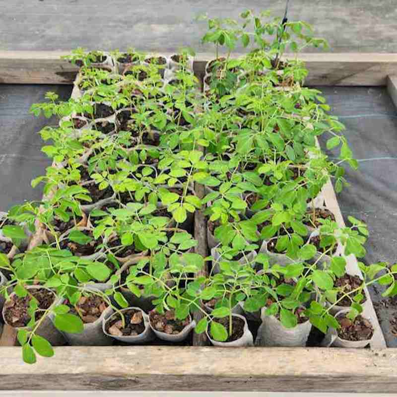 03 - Seedlings-Pre-planting - 800x800 - 24.10.21 - 01