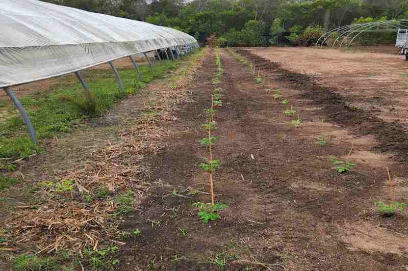 24.11.18 Planting BO Trees-800x532-02