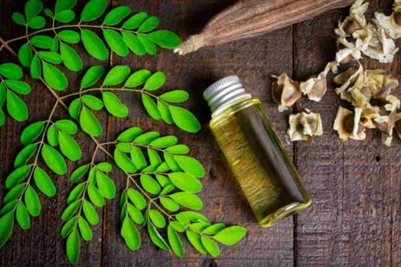 moringa-cultivation-11-800x532